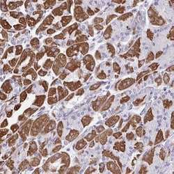 DTX3 Antibody, Novus Biologicals 25 &mu;L | Buy Online | Novus Biologicals | Fisher Scientific